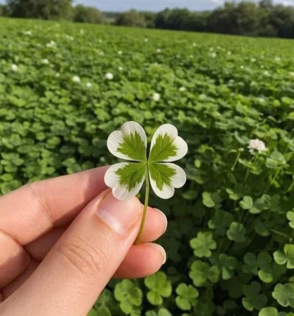 chichimon09's tweet image. 이 글 알티한 사람 모두 2월 내내 행운 만땅🍀