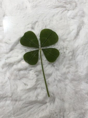 chichimon09's tweet image. 이 글 알티한 사람 모두 2월 내내 행운 만땅🍀