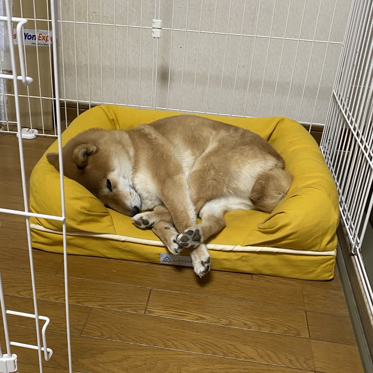 複雑に絡み合う世界✨いや…手足😂 #柴犬との暮らし #柴犬 #赤柴