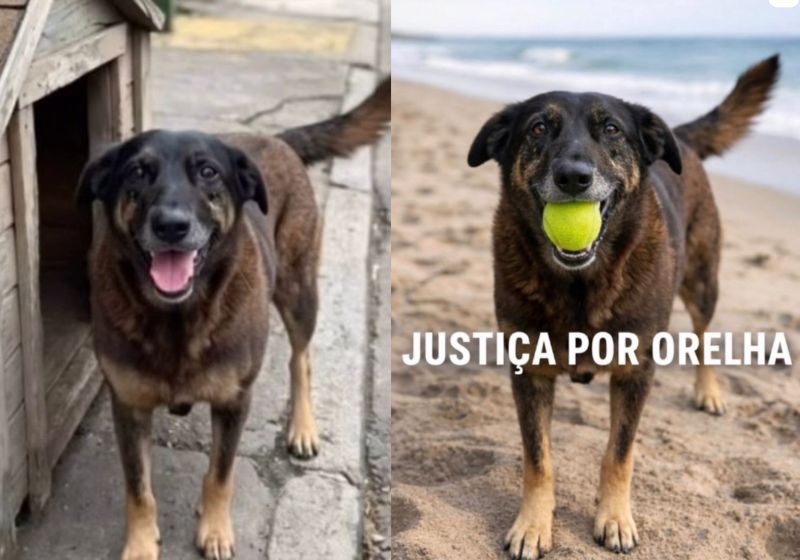 DenilsondeAnd's tweet photo. @ErikakHilton Precisamos mudar as leis, o ECA deve ser revisto, mudado, a forma de penalização para MENORES, deve ser mudado, PAREMOS de passar a mão de cabeça de CRIANÇAS que MATAM com revolver para roubar celular e de CRIANÇAS que MATAM, TORTURAM, ANIMAIS por DIVERSÃO. https://t.co/uy2bavwFTQ
