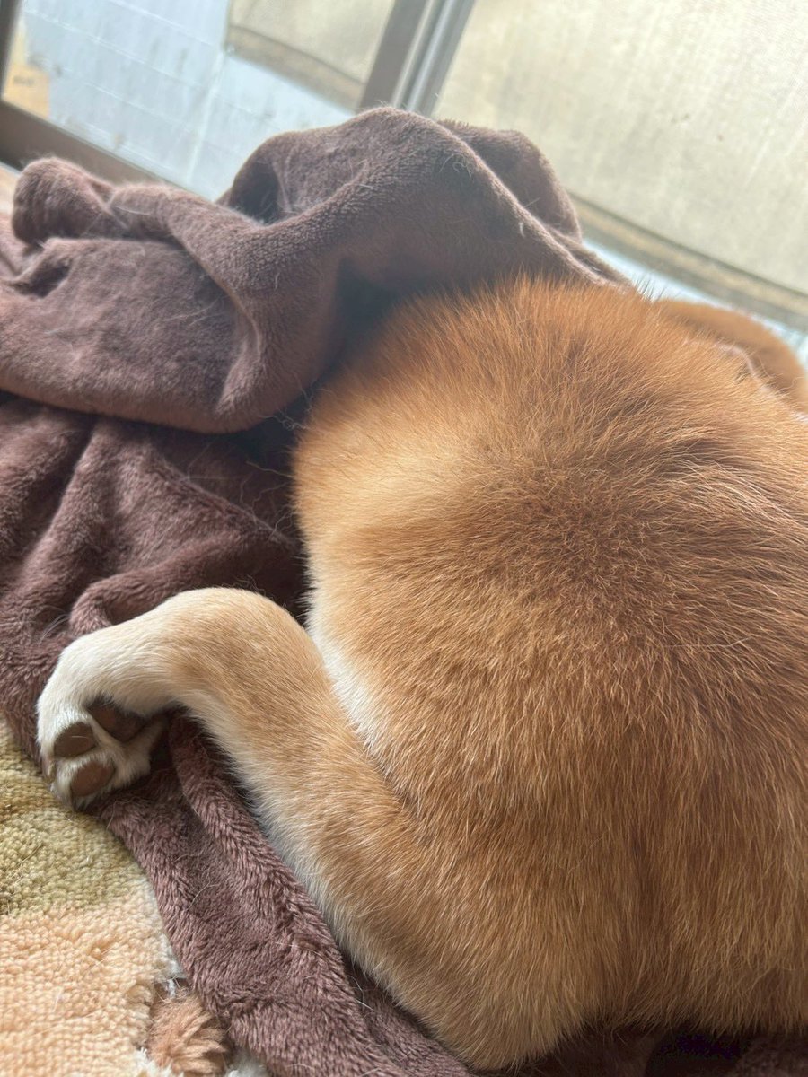 頭を毛布に突っ込むのが最近のお気に入り。安心するのかな。