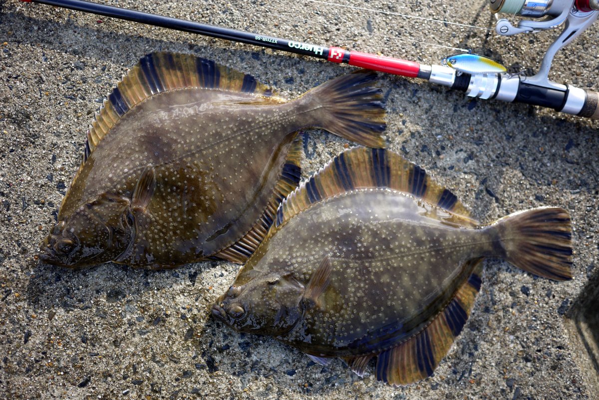 ベイトオンリー　大阪市内引き取り限定でお願い致します OBASSLIVE_MART (@obasslive) / Posts / X