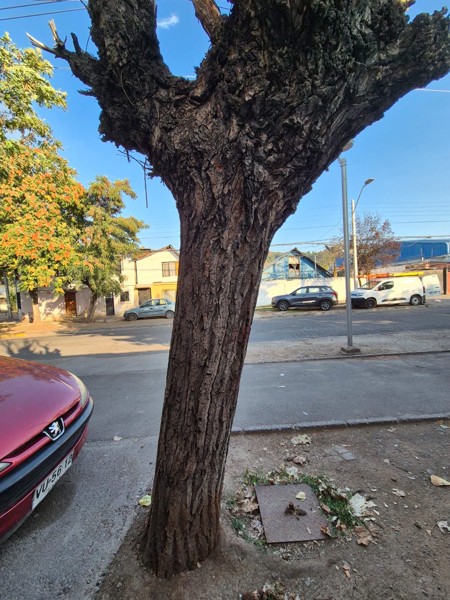 jocker_cj's tweet photo. @Muni_Recoleta Estimados, hay un arbol a punto de caer en Las Torres 2974, puede provocar daños a personas y vivienda, por favor solucionar urgente @TVN @meganoticiascl @chilevision @cazanoticiasCHV @tudia_13 @T13 @BuenosDiasTVN @MuchoGustoMEGA @MatinaldeCHV https://t.co/ZbD29dRJgF