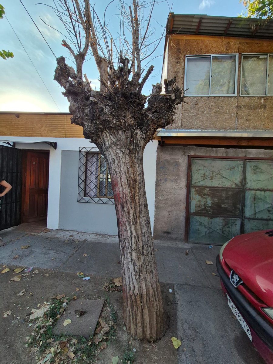 jocker_cj's tweet photo. @Muni_Recoleta Estimados, hay un arbol a punto de caer en Las Torres 2974, puede provocar daños a personas y vivienda, por favor solucionar urgente @TVN @meganoticiascl @chilevision @cazanoticiasCHV @tudia_13 @T13 @BuenosDiasTVN @MuchoGustoMEGA @MatinaldeCHV https://t.co/ZbD29dRJgF