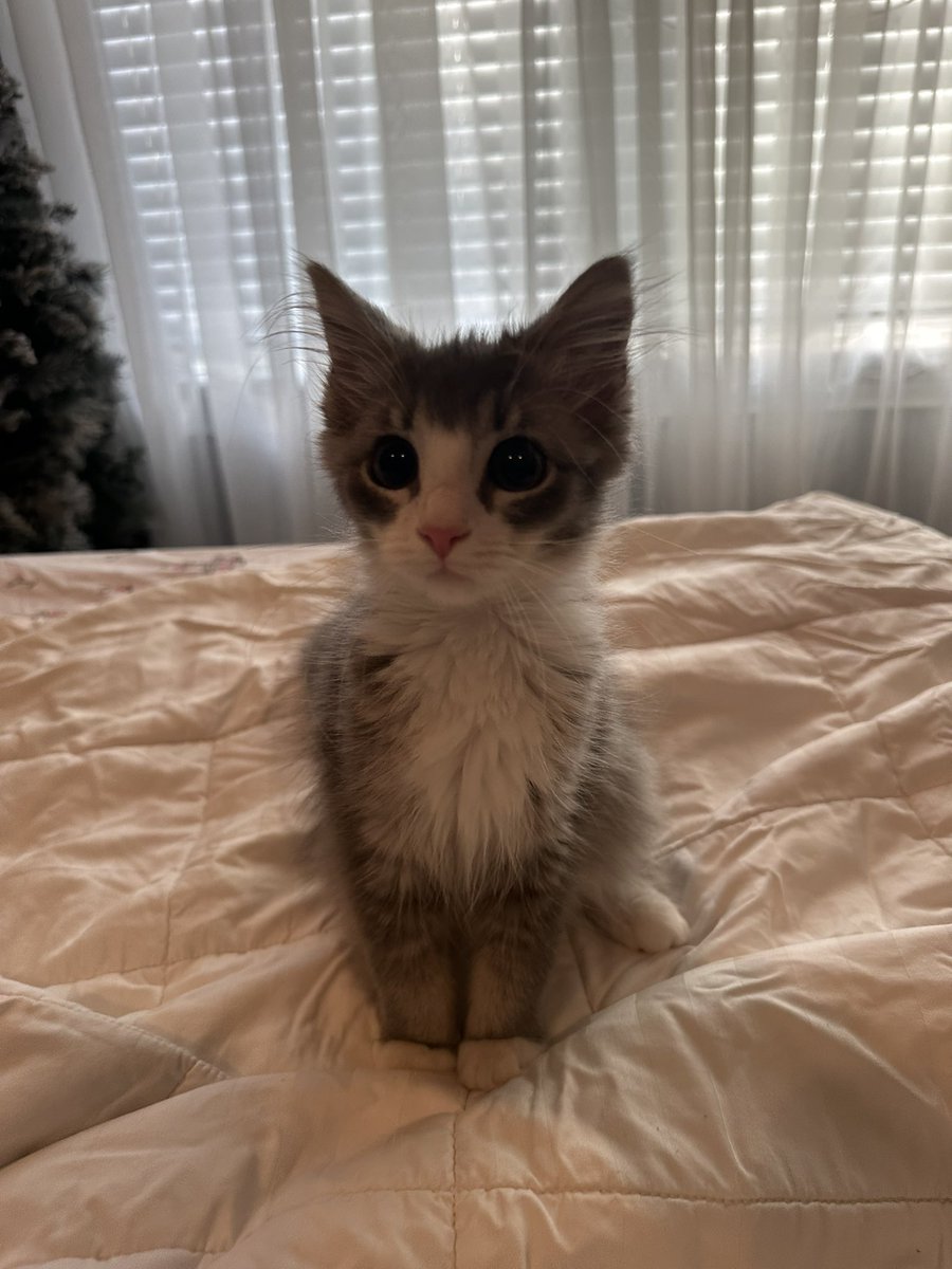kitten named charlotte (@ImmCharIotte) / Posts / X