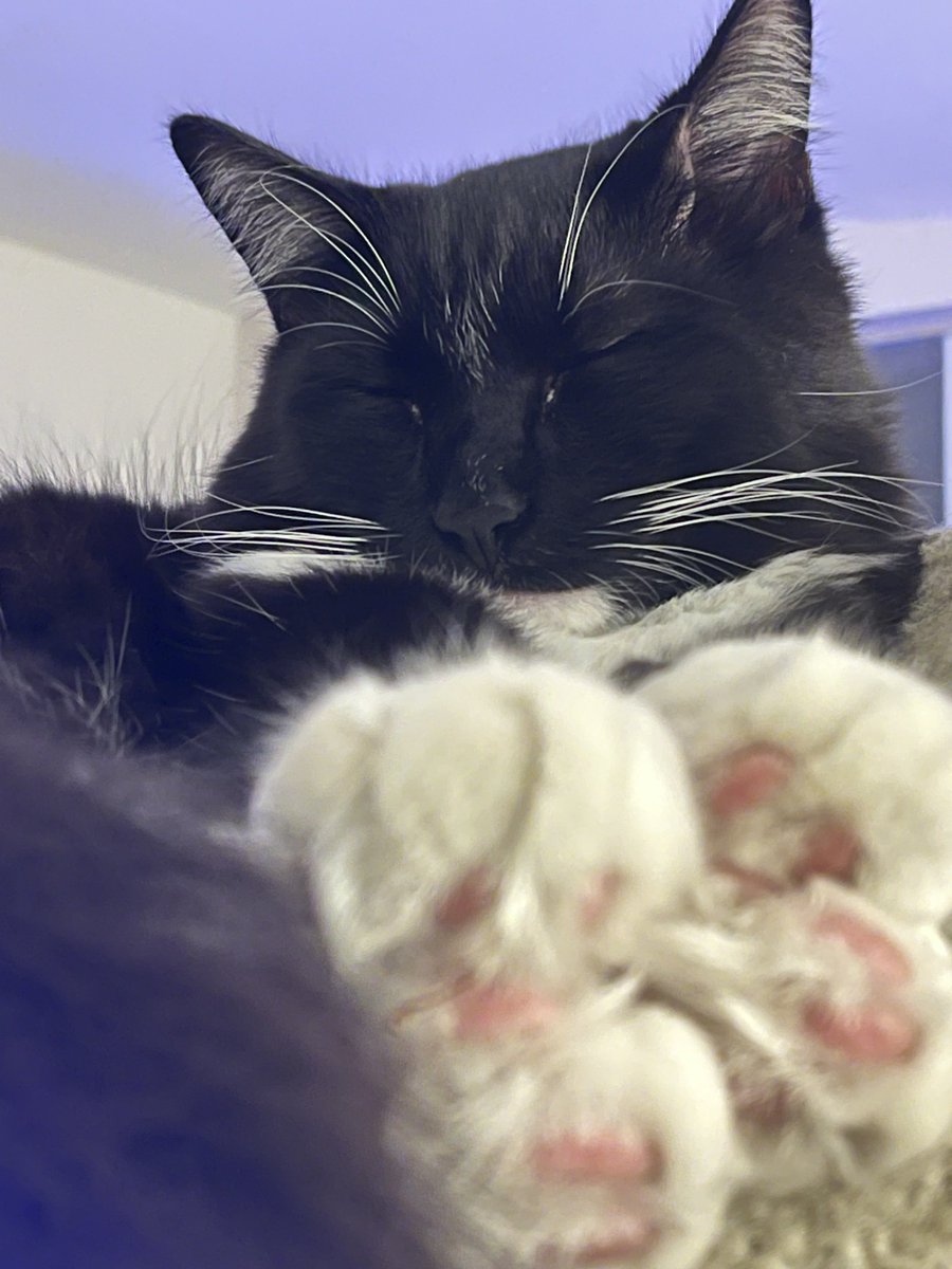 found out it is tuxedo cat appreciation day so happy TCAD to little mr. oliver