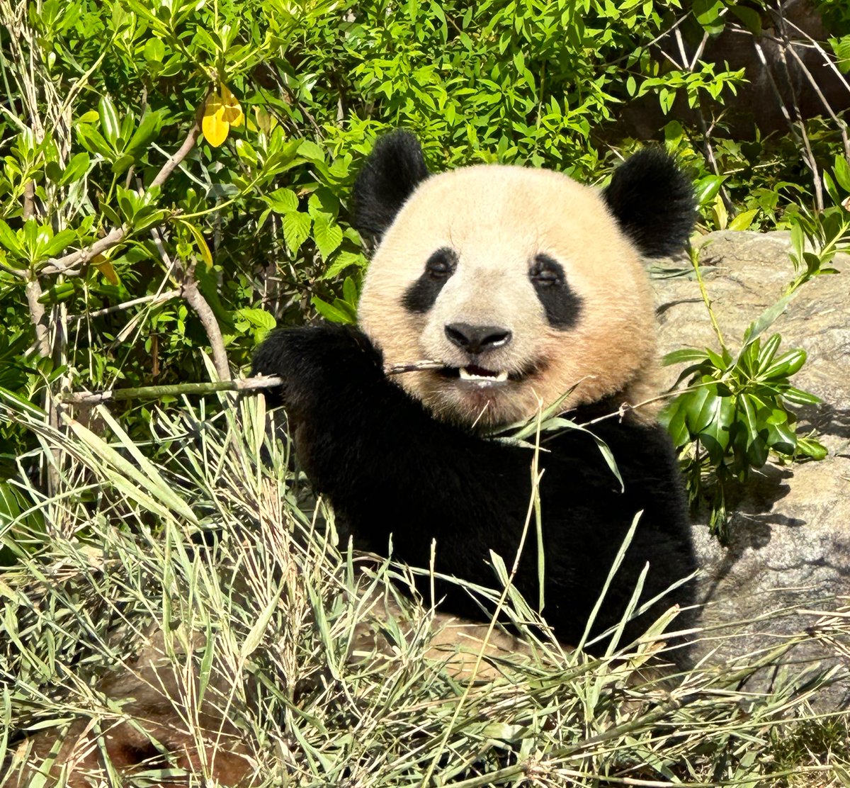 negipan_🐼 (@NegipanD) / Posts / X