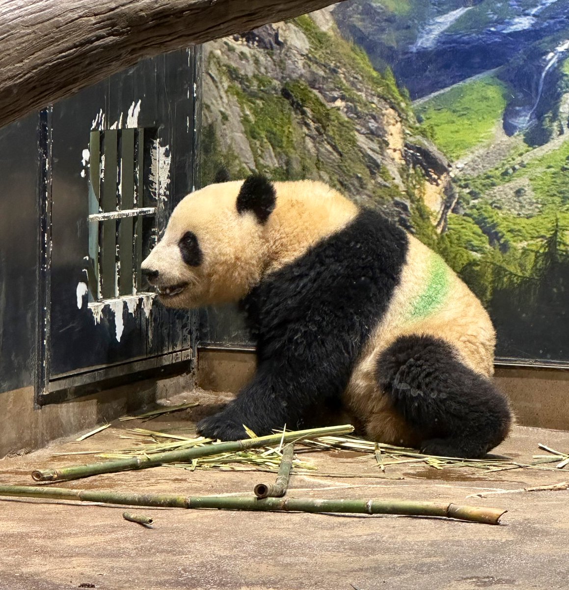 negipan_🐼 (@NegipanD) / Posts / X