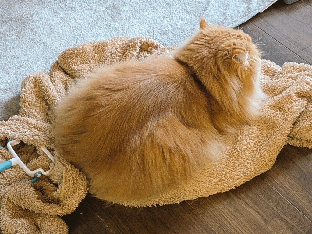 昨夜の金先物のサーキットブレーカーは驚きましたね😳 何か起こっちゃうのかと思いましたが、下落してたので投機的な動きだったのかしら？  きょうの決算は290件、商船三井、王将フード、ANA、スクロール、ゴールドクレスト、三井住友F、ベルーナ、電源開発など。今日も ...