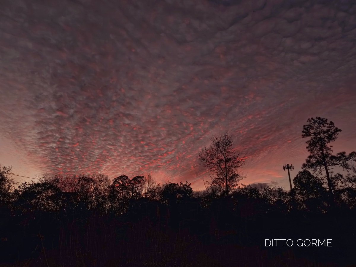 Ditto Gorme tweet media