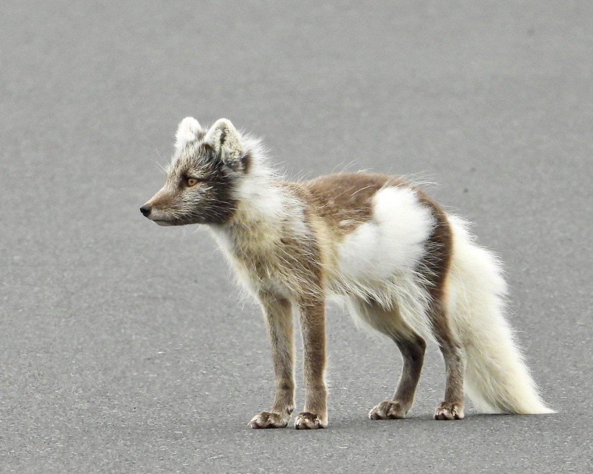 sadspeIl's tweet image. Arctic foxes half shedded