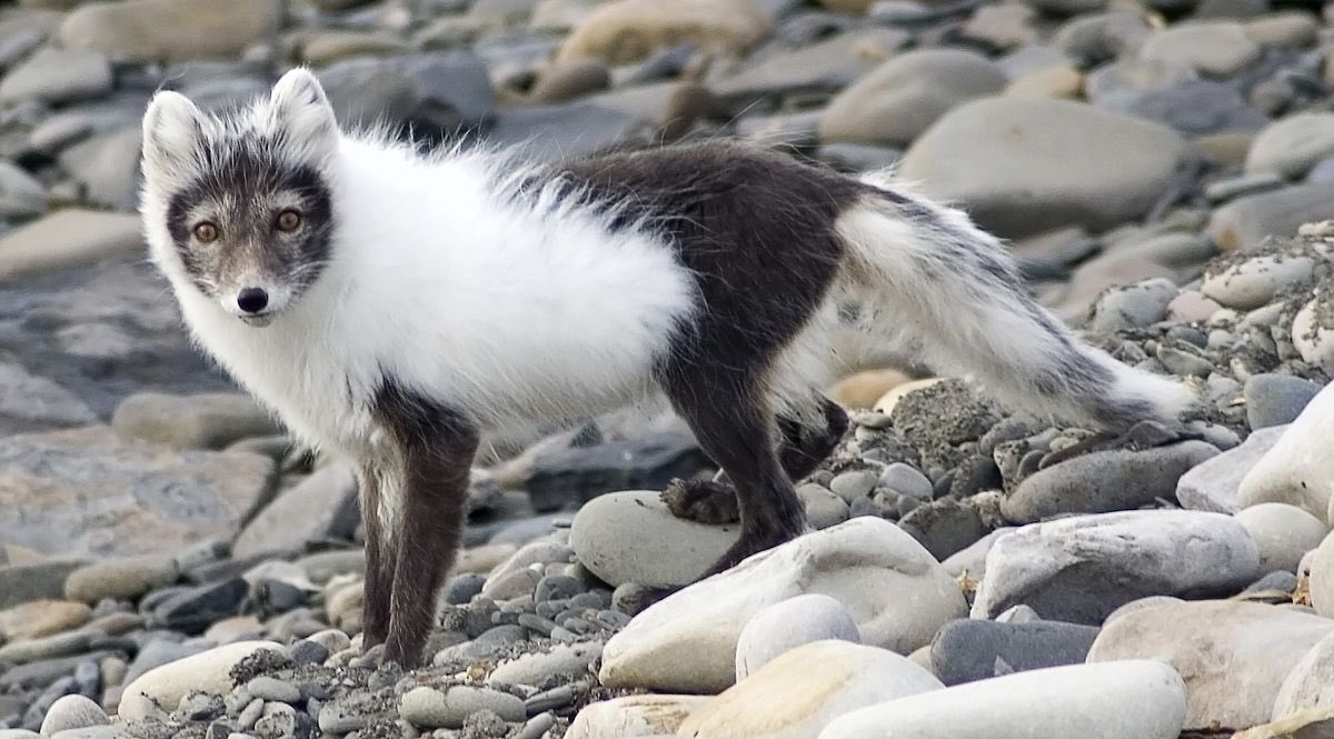 sadspeIl's tweet image. Arctic foxes half shedded