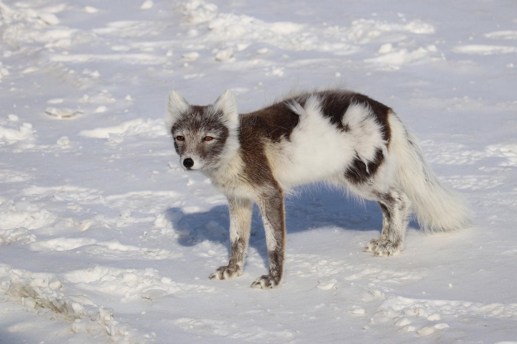 sadspeIl's tweet image. Arctic foxes half shedded