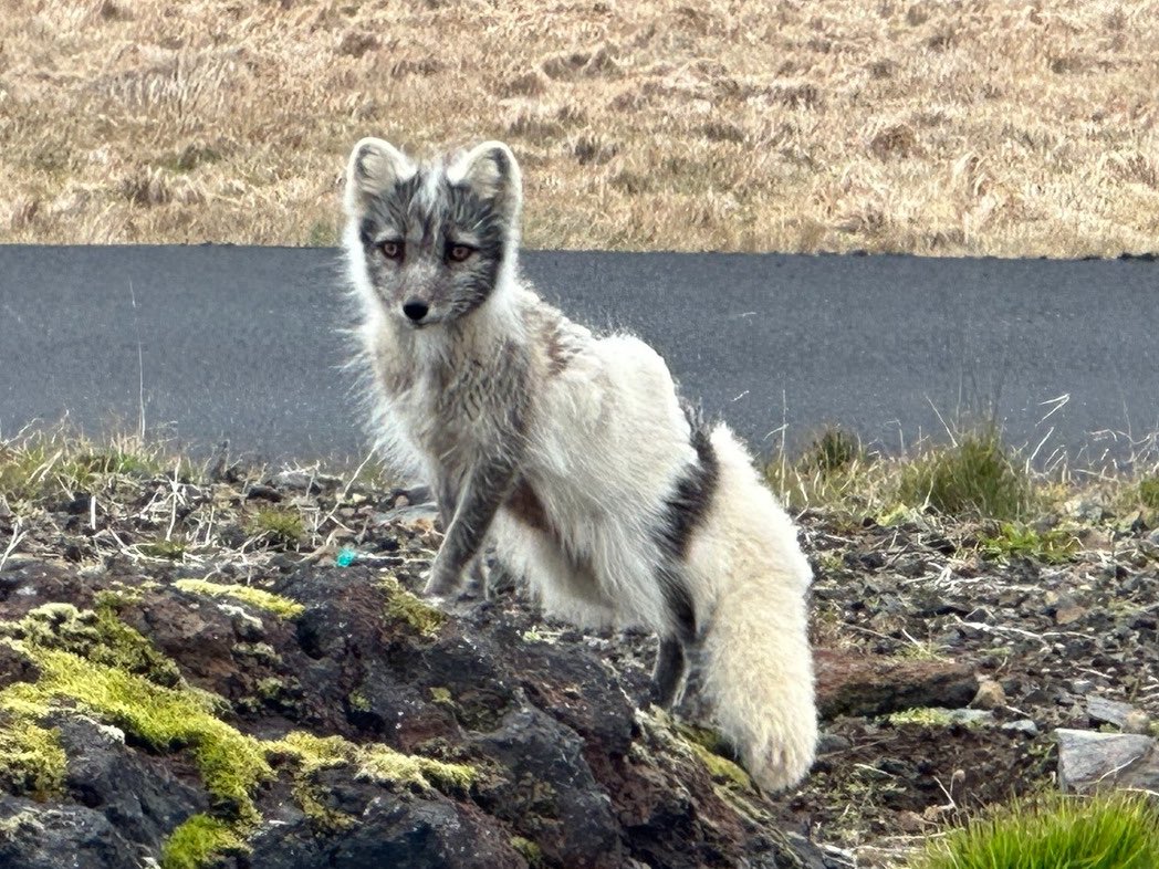 sadspeIl's tweet image. Arctic foxes half shedded