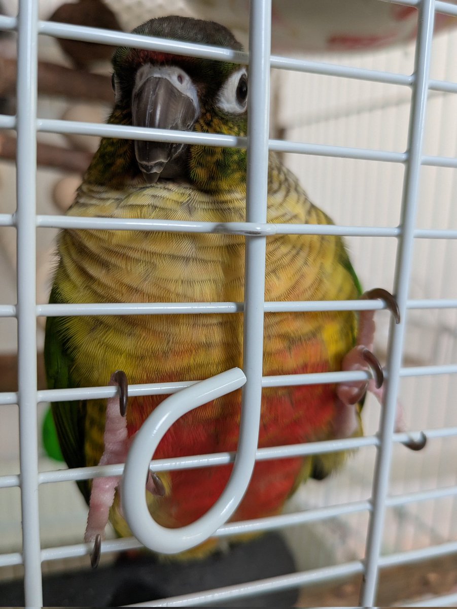 朝はカバー外すといつも床の隅で警戒態勢（発情行動）になっていたけど
しなくなったの😃
テントから出てきて扉にへばりついたw
変化が出てきたよ😊

おはようございます☀

#ウロコインコ
#える
#リラックスハーブ
#とりきち横丁