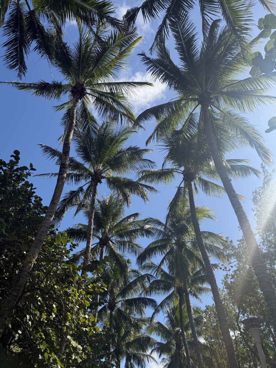aaauroraaa_'s tweet photo. 🐚🌴🥂 https://t.co/rjGIK6Ob2E
