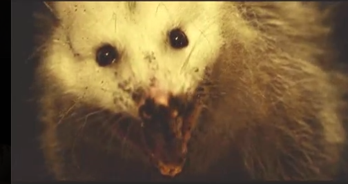 Isabella tweet media