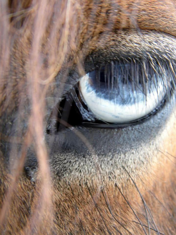 Horse Nation tweet media