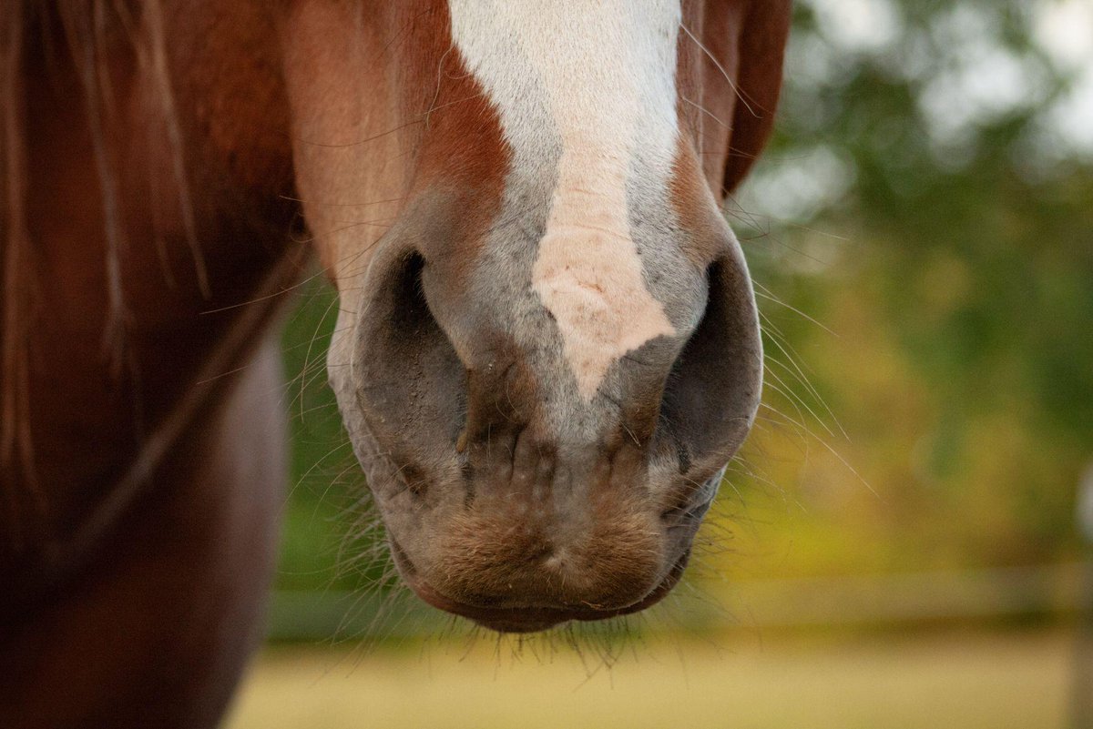 Horse Nation tweet media