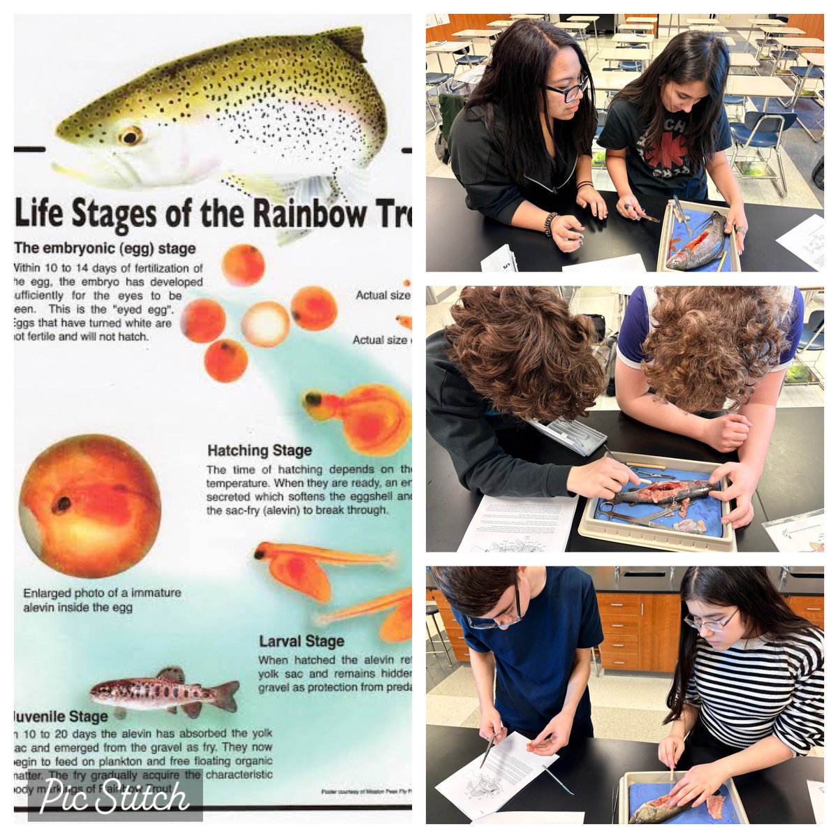 Great day in science club learning about the life cycle of the trout! Caught these trout yesterday at Halleck Park, dissected them today! 🎣