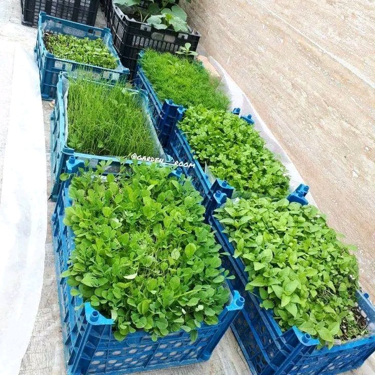 Rose_nyla01's tweet photo. Amazing small ideas include growing vegetables and recycling plastic crates at your home garden. #smallidea #growingvegetables #recyclingplasticcarats share and support friends 🌼💚🌱🌻 https://t.co/aLb2WO7RmI
