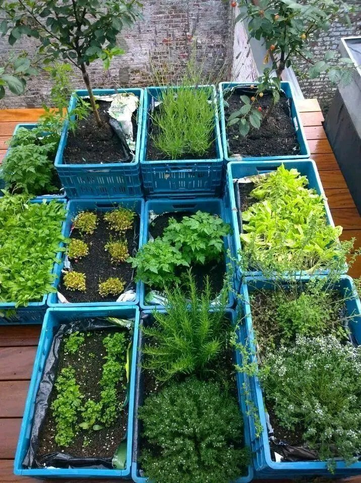 Rose_nyla01's tweet photo. Amazing small ideas include growing vegetables and recycling plastic crates at your home garden. #smallidea #growingvegetables #recyclingplasticcarats share and support friends 🌼💚🌱🌻 https://t.co/aLb2WO7RmI