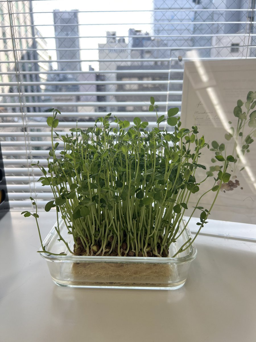 村上農園【公式】🌱 (@murakamifarm) / Posts / X