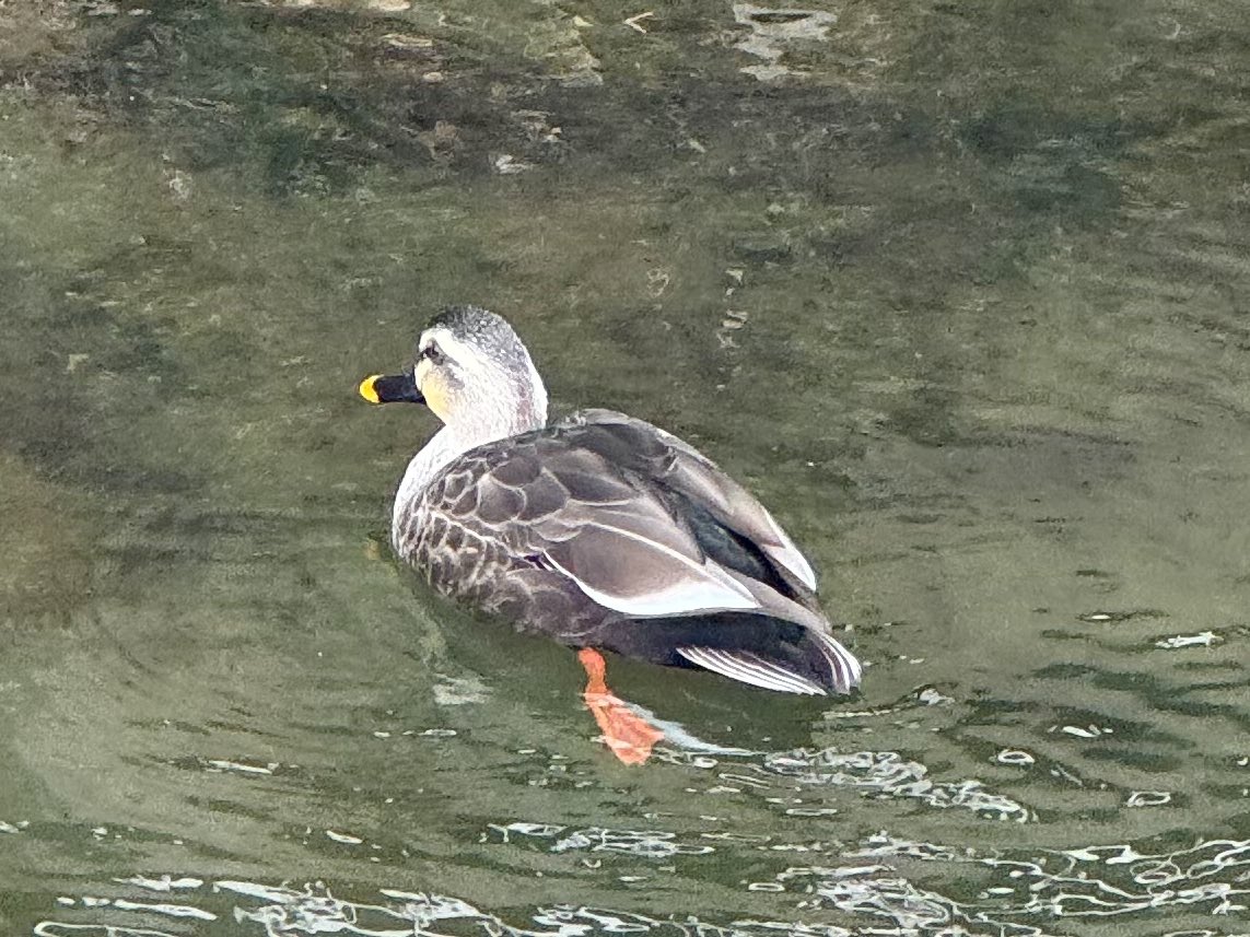 おはようございます。快晴です。 #企業公式が毎朝地元の天気を言い合う  
#カルガモ 達も元気に泳いでいました。

★  毎週水曜日〜金曜日（除㊗️）#七色蕃椒堂 #北越谷店 は定休日です。

☆  明日から、通常通り営業致します。

lit.link/tokyorainbowsp…