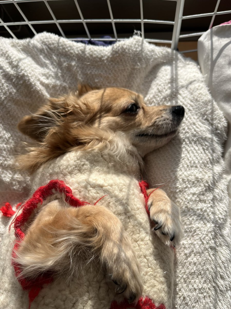 歯磨き後の
ぐみちゃん😆
#多頭犬飼い
#売れ残り犬
#犬との暮らし