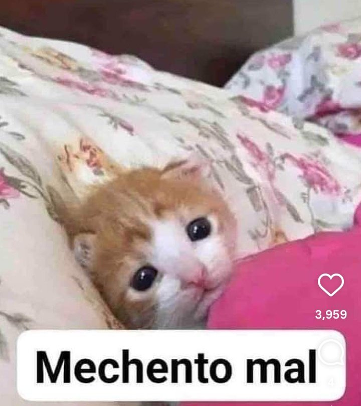 Mechento mal pidiendo esto la verdad, preferiría mendigar un café del Oxxo 🙈.
Pero esta vez ando mendigando sangre, necesito 3 donadores de sangre o 2, en caso de que yo también pueda ser donadora.
Si quieres y puedes mándame DM para decirte cómo está el asunto.
Gracias 🫂.