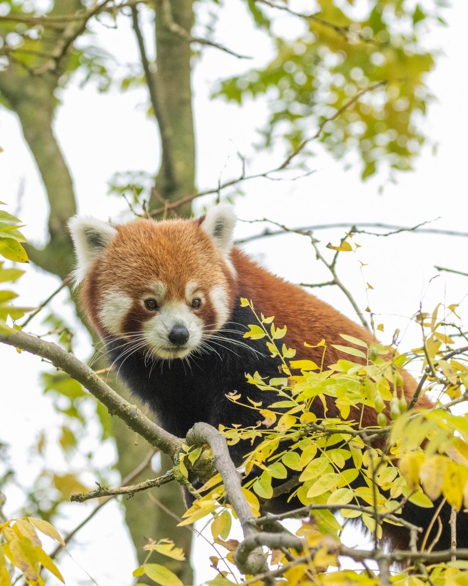 RedPandaNetwork's tweet photo. The @pairidaiza continues to support conservation programs that protect red pandas and empower local communities in Nepal. 🐾
🙏 We are so grateful for their ongoing commitment to our mission and partnership in conservation. 💚
#RedPanda #SaveTheRedPanda #PairiDaizaFoundation ##ThankfulThursday #RedPandaNetwork #Conservation #WildlifeConservation #CommunityConservation #Nepal #ProtectWildlife #EndangeredSpecies