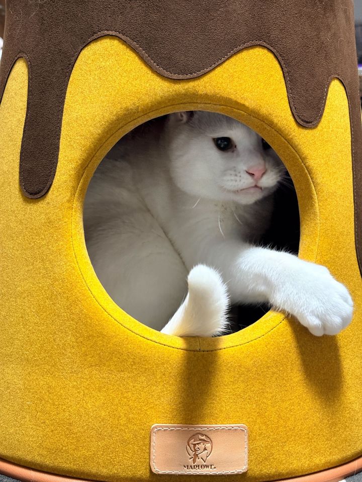 pudding_marlowe's tweet photo. 世界に2個だけ、猫プリンハウスプレゼント🍮
⁡
「猫ちゃんが喜ぶものを作りたい」
そんな、マーロウの猫好きスタッフたちの想いから始まりました。
⁡
応募抽選となります。
愛猫ちゃんへ捧ぐ、
世界に2個だけの猫プリンハウス
ぜひご応募ください🐈

詳細はHPへ　https://t.co/guBCNbH11a https://t.co/suz1OKNzKn