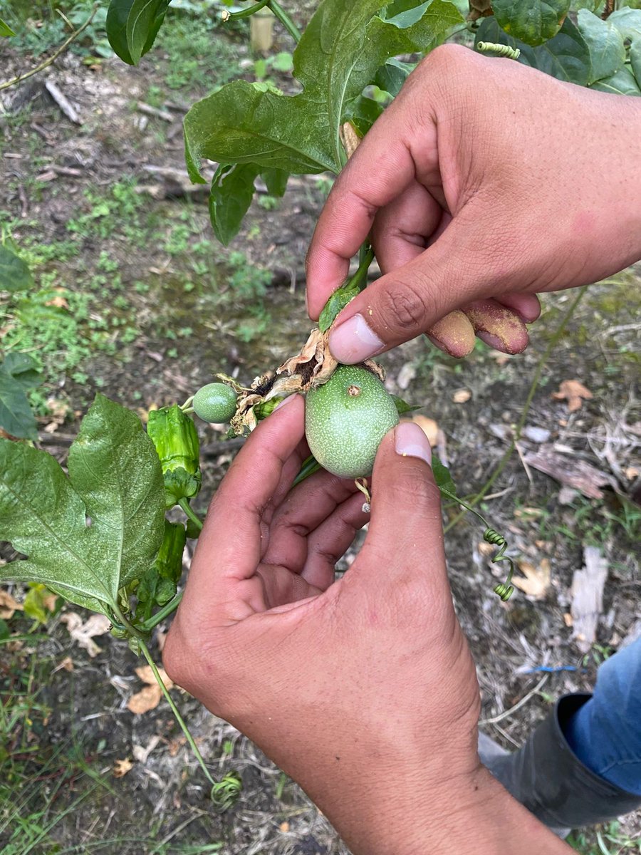 #Esmeraldas l En la parroquia La Union de Quinindé, realizamos asistencia técnica en  cultivo de maracuyá,  además se brindó orientación sobre el proceso adecuado de polinización manual.

#ElNuevoEcuador