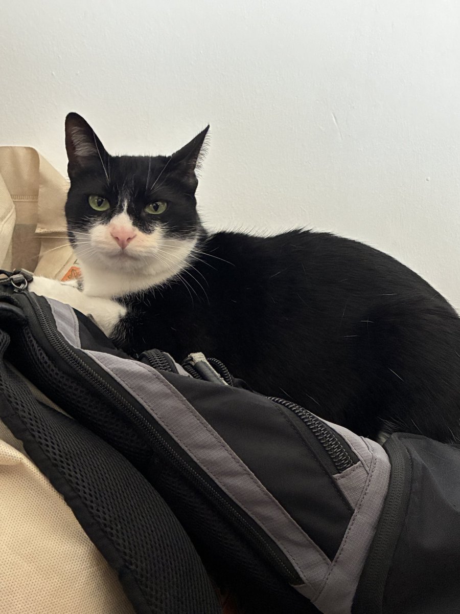 fedecaste85's tweet image. Estamos buscando a RHODESIA, se perdió el miércoles 28, zona Florida Oeste (Vte López).
Es una gatita de 4 años, muy buena y dócil, seguro tenga mucho miedo!!

Por favor, si la ves avisame 🙏🏻

Me ayudan con un RT por favor??
@Kiwita @HoracioCabak @patitas_budgeok @majogm