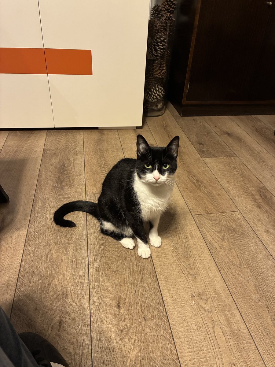 fedecaste85's tweet image. Estamos buscando a RHODESIA, se perdió el miércoles 28, zona Florida Oeste (Vte López).
Es una gatita de 4 años, muy buena y dócil, seguro tenga mucho miedo!!

Por favor, si la ves avisame 🙏🏻

Me ayudan con un RT por favor??
@Kiwita @HoracioCabak @patitas_budgeok @majogm