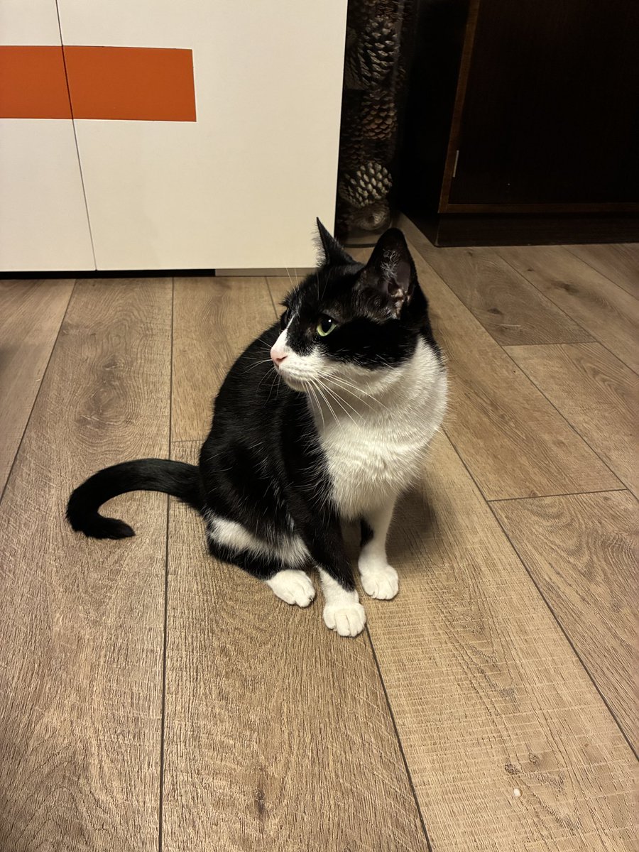 fedecaste85's tweet image. Estamos buscando a RHODESIA, se perdió el miércoles 28, zona Florida Oeste (Vte López).
Es una gatita de 4 años, muy buena y dócil, seguro tenga mucho miedo!!

Por favor, si la ves avisame 🙏🏻

Me ayudan con un RT por favor??
@Kiwita @HoracioCabak @patitas_budgeok @majogm