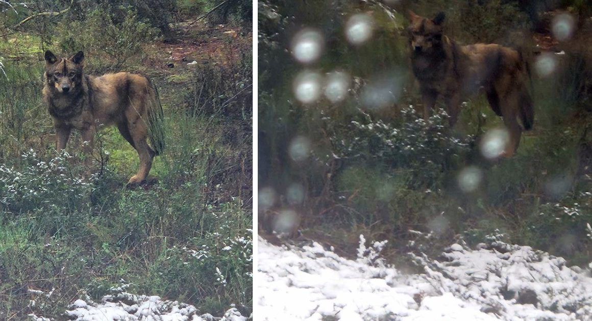 reisquarteu's tweet image. #Lobo fotografado na #neve em #TrásOsMontes: ominho.pt/lobo-fotografa… #Portugal #Natureza