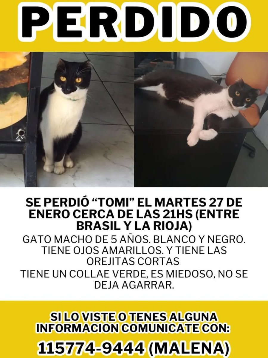 #Perdiamigato 📢📢📢
RT RT RT
GATITO PERDIDO EN PARQUE PATRICIOS!
Se ruega máxima difusión.

CONTACTO EN LA FOTO