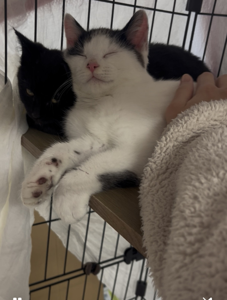 ハチワレちゃん
富山県 ♂ 生後5ヶ月 のネコちゃんです。
 #猫の里親募集 #富山県
詳細：neko-jirushi.com/foster/233608/
写真：