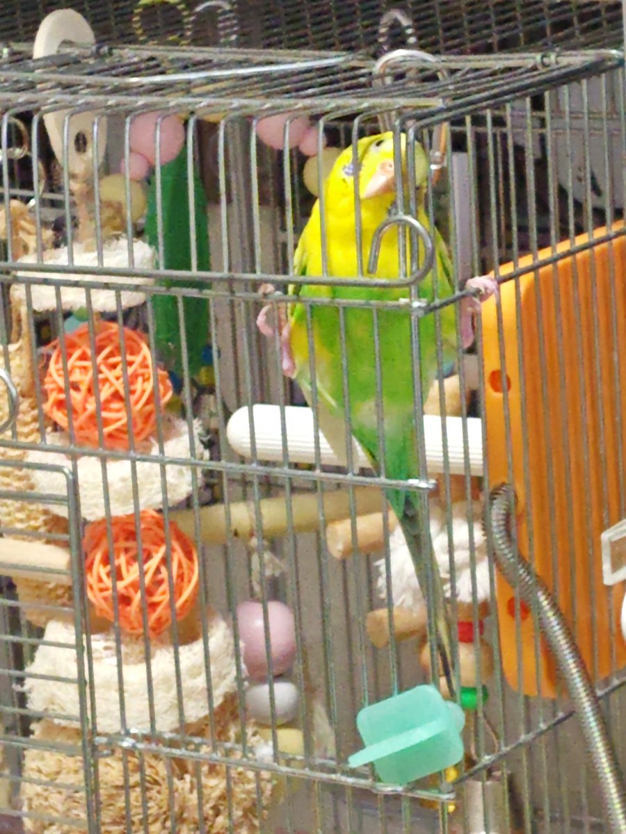 さくらといんこ tweet media