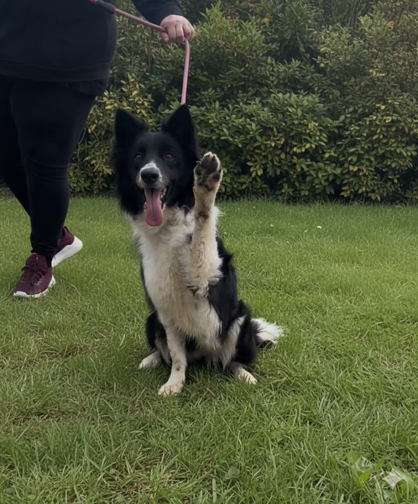 #madrid 
KIRA cruce #bordercollie EN APUROS por divorcio de sus padres 
NECESITA #casadeacogida o #adopcion 
Tiene 6 años
Buenisima,inteligente,alegre,cariñosa  y educada 
Se entrega chipada,vacunada,desparasitada y CON compromiso de castracion 
CONTACTO📩facenuevavida@gmail.com