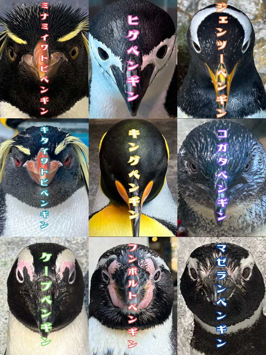 ペンギン」トピック (@penguin1topi) / Posts / X