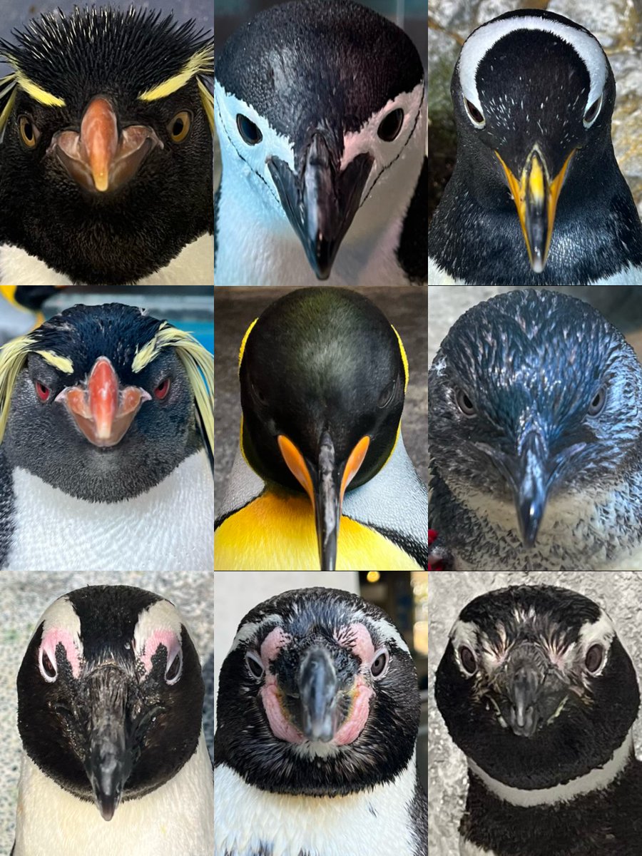 ペンギンたちの正面顔を集めてみました🐧
#長崎ペンギン水族館 #penguin #aquarium
#長崎 #長崎観光 #長崎デート #水族館
#ペンギン #正面顔 #見つめ合いましょう