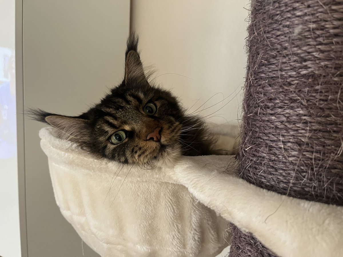 coding_jay's tweet image. Guten Morgen!