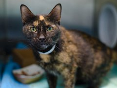 PeterAskin1's tweet image. Mosaic has that tortie charm
&amp;amp; we must save her from all harm!
This NYC ACC girl best as an only cat
She is energetic &amp;amp; sweet &amp;amp; more then that
so tortie lovers put out the welcome mat!
Tag @AdamsPaulGrimke to pledge! 🙏
BEYOND URGENT🙏
nycacc.app/browse/242398 #nycacc #boroughbred
