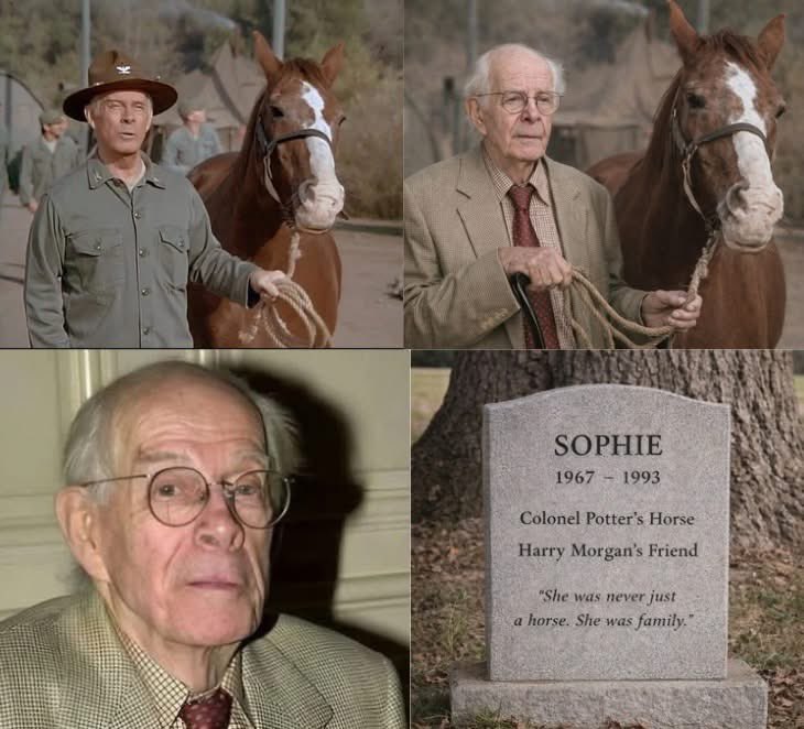 “GO HOME, SOPHIE.” - The last promise Harry Morgan ever kept.

She was old.
So was he.

But Harry Morgan still had one promise left to keep.

1993.

Ten years after MASH* ended.

Harry Morgan was 78 years old.
Sophie was 26.

For a horse, 26 is ancient.

Her legs trembled.
Her