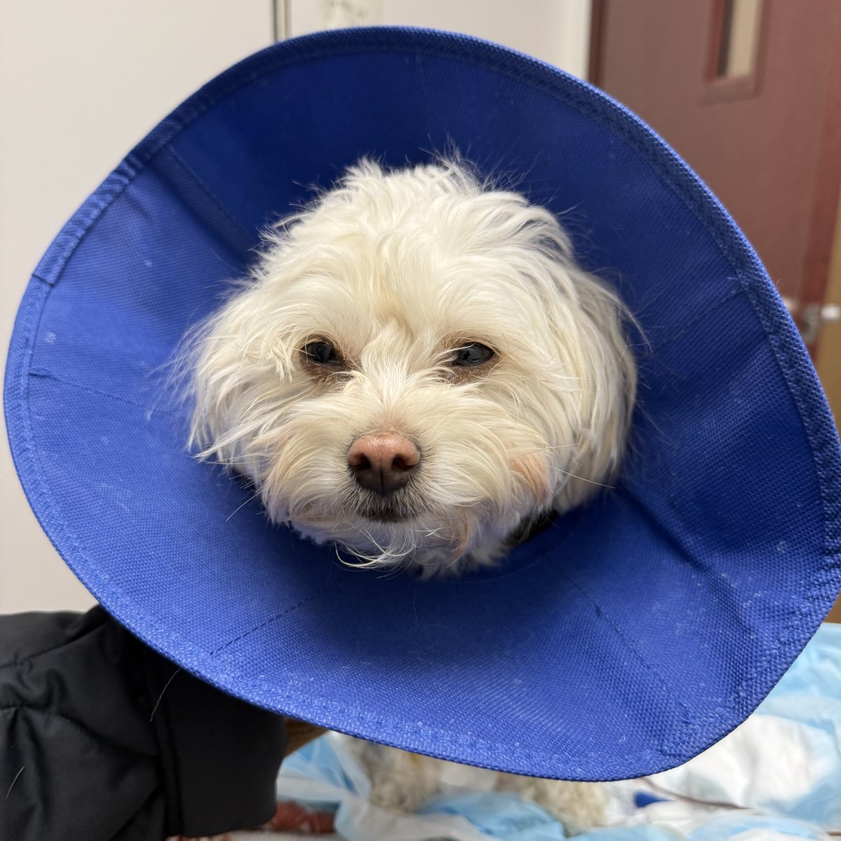 paulsiapno's tweet photo. Marnie feeling better after a pitbull attack ❤️‍🩹 https://t.co/sW5tfIldVs