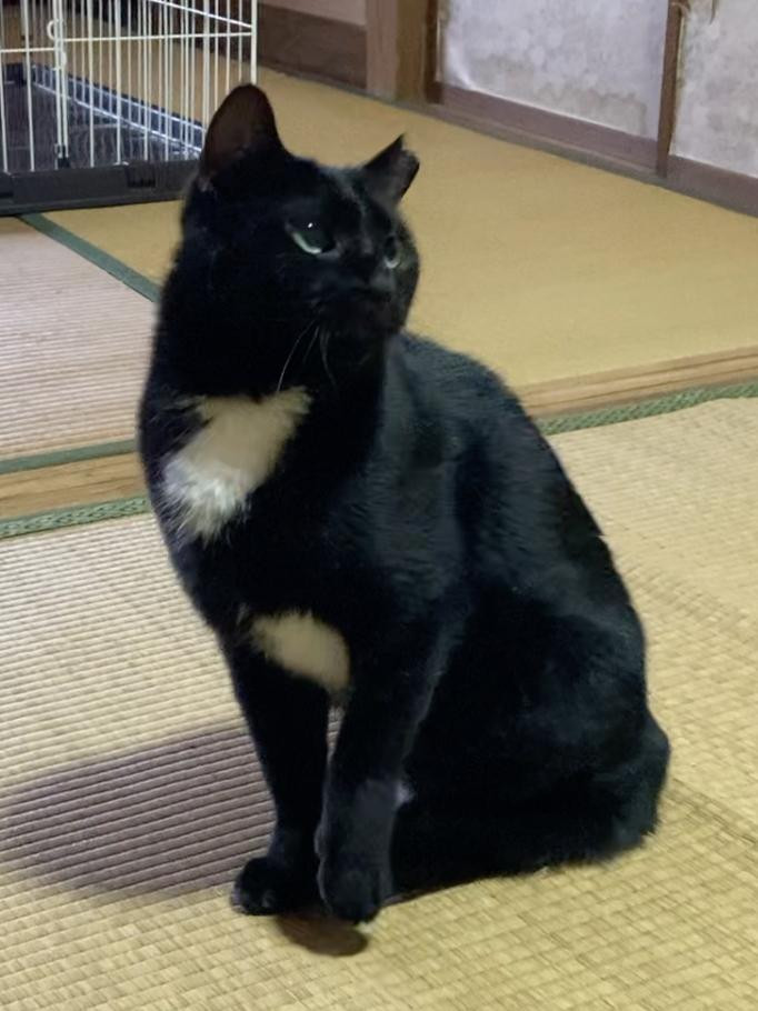 クールな黒猫のクロちゃん
石川県 ♀ 生後3才6ヶ月 の"クロちゃん（仮）"ちゃんです。
 #猫の里親募集 #石川県
詳細：neko-jirushi.com/foster/233606/
写真：