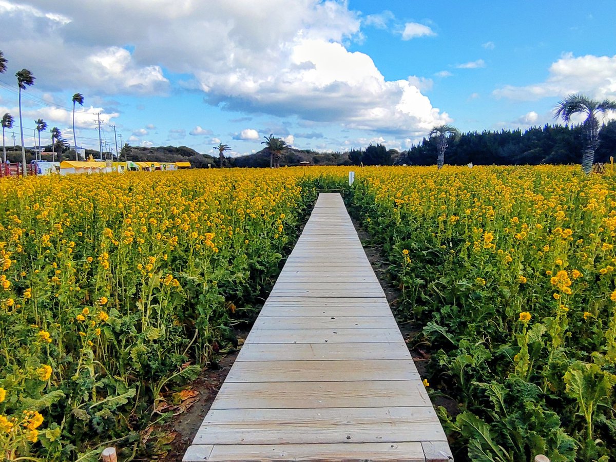 isewanferry's tweet photo. #渥美半島菜の花まつり 菜の花開花状況(2026.1.30撮影📷️)

週末はテント村・キッチンカーによるグルメ等お楽しみいただけます。
常春の渥美半島へぜひお出かけ下さい

期間:2026年3月31日まで
入場料:大人(高校生以上)500円・小中学生100円
無料駐車場200台
トイレ完備

 #伊良湖菜の花ガーデン https://t.co/h0FFwbsguO
