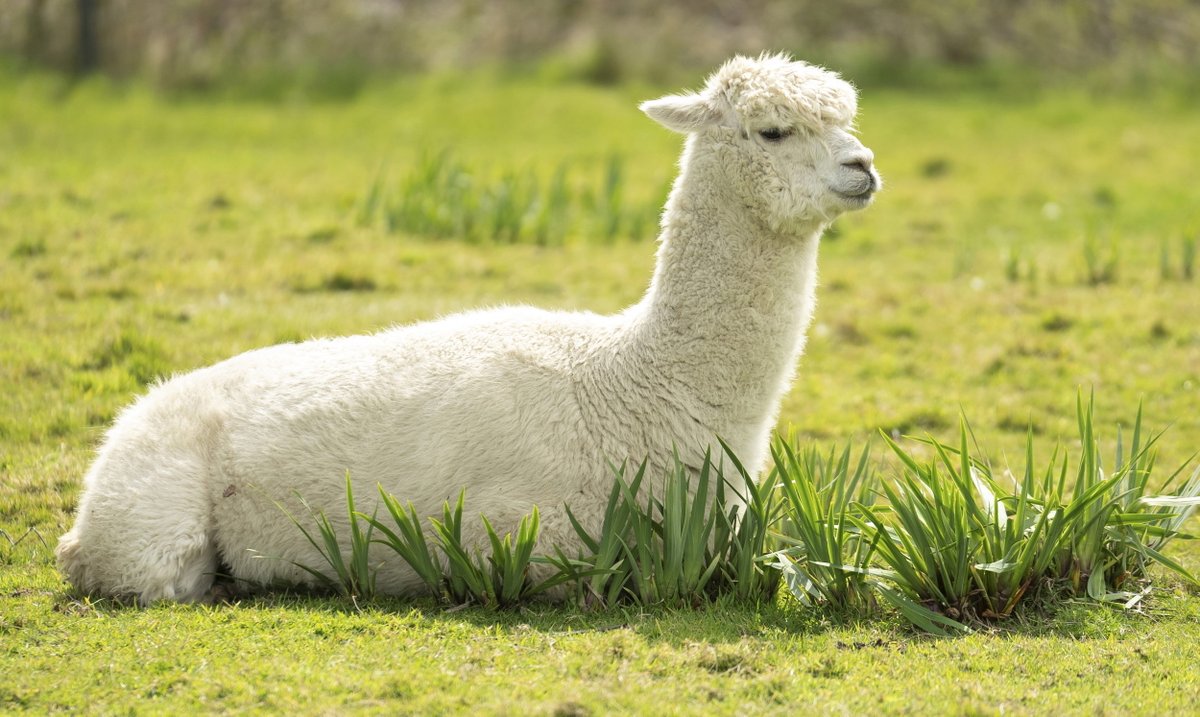 indexhu's tweet image. Imádja az internet népe Giovannit, az alpakát, története mindenki szemébe könnyet csal.🦙

Részletek: index.hu/mindekozben/po…

Fotó: Swns / Northfoto

#alpaca #gallery #lonely #indexhu